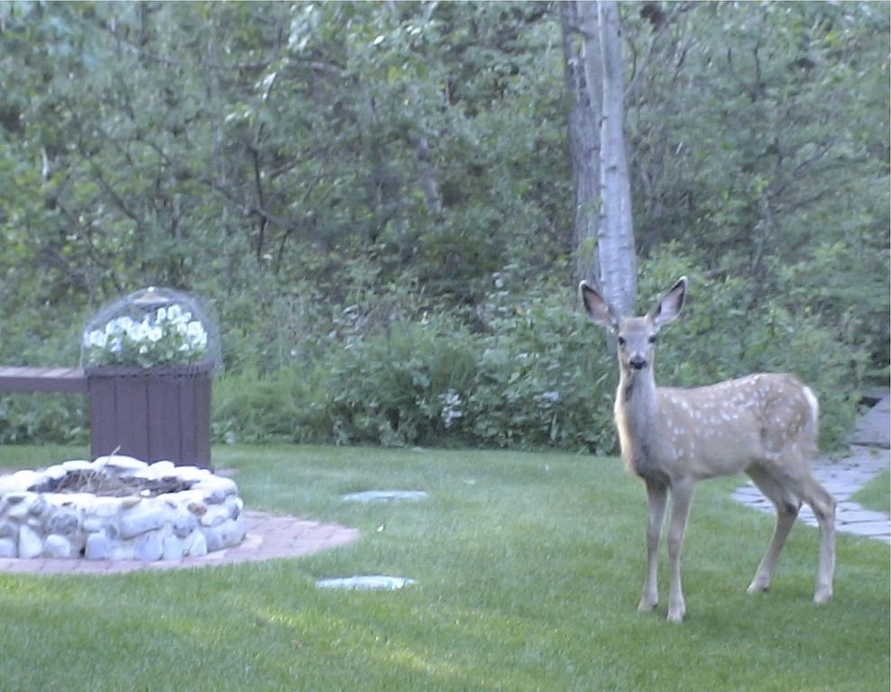 Redwood Meadows Bed And Breakfast Bragg Creek Exterior photo